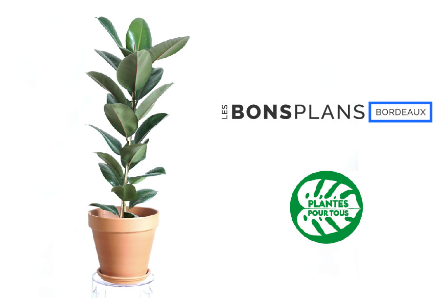 Les Bons Plans Bordeaux vous font gagner un Ficus Elastica avec Plante pour tous !