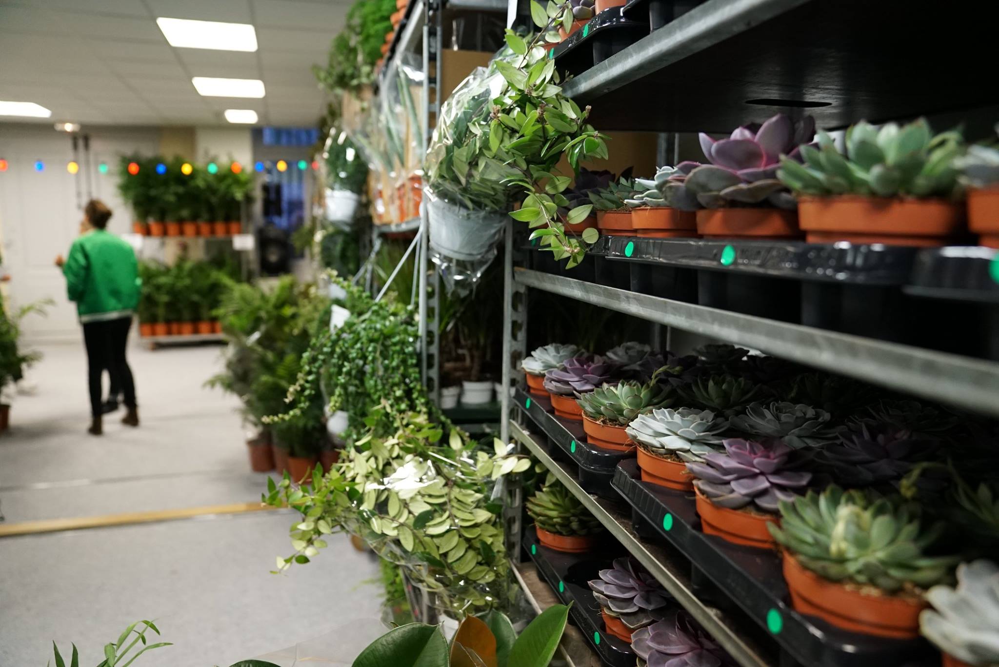 Le collectif Plantes pour tous de retour en février à Bordeaux