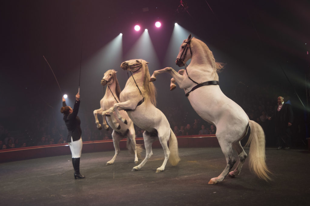 Les bons plans à Bordeaux présentent : le cirque Arlette Gruss fête ses 35 ans à Bordeaux, avec des représentations pendant les vacances de Noël ! 2