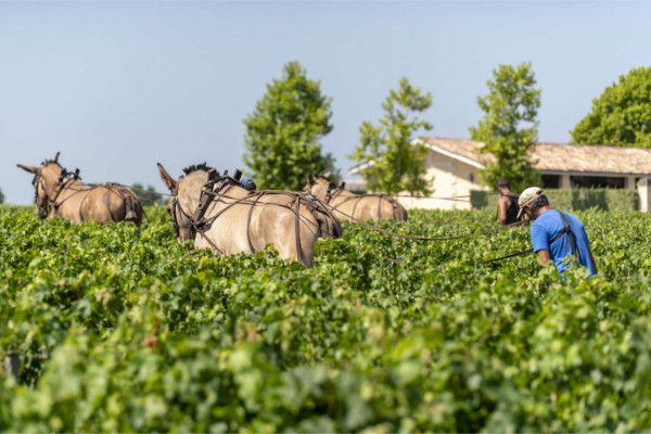 les-bons-plans-vignoble-engage Bordeaux Fête le vin