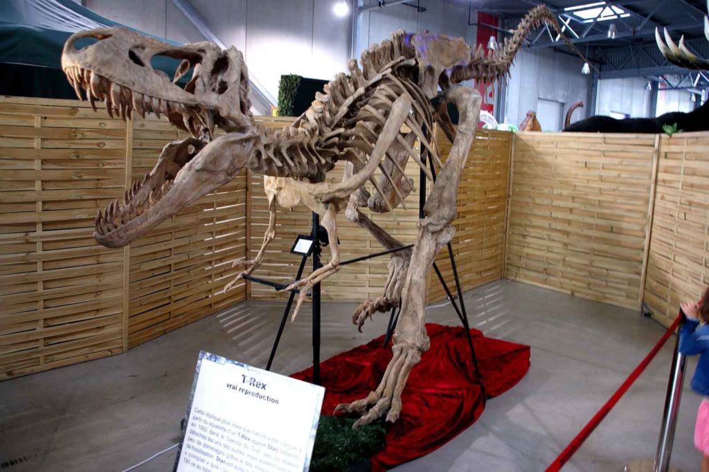 Le Musée Éphémère Exposition Dinosaures à Bordeaux 2